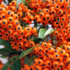 Pyracantha Orange Glow