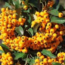 Pyracantha Soleil d'Or
