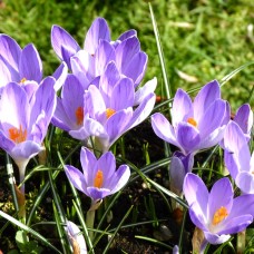 Branduse bicolore - Crocus Vanguard