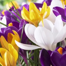 Branduse colorate cu flori mari - Crocus Mix