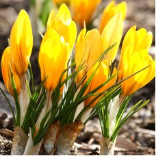 Branduse galbene - Crocus Yellow