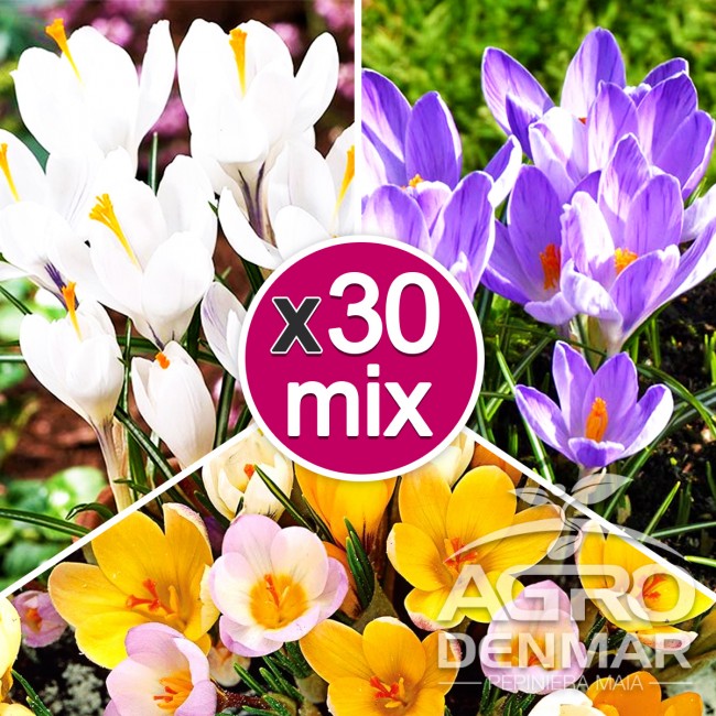 Branduse Mix Multicolor Set 30 Buc Agrodenmar Ro