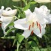 Crini Casa Blanca - Bulbi de flori - AgroDenmar.ro