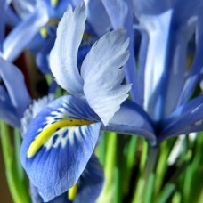 Iris Alida