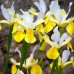 Iris Apollo - Bulbi de flori - AgroDenmar.ro