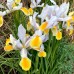 Iris Apollo - Bulbi de flori - AgroDenmar.ro