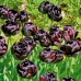 Lalele Black Hero - Bulbi de flori - AgroDenmar.ro