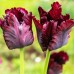 Lalele Black Parrot - Bulbi de flori - AgroDenmar.ro
