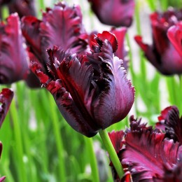 Lalele Black Parrot - Bulbi de flori - AgroDenmar.ro