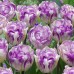 Lalele Double Shirley - Bulbi de flori - AgroDenmar.ro
