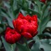 Lalele Estatic - Bulbi de flori - AgroDenmar.ro