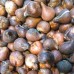 Lalele Estatic - Bulbi de flori - AgroDenmar.ro