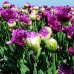 Lalele Exquisit - Bulbi de flori - AgroDenmar.ro