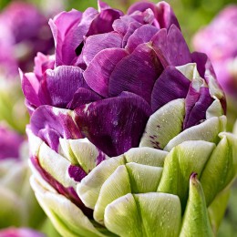 Lalele Exquisit - Bulbi de flori - AgroDenmar.ro