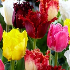 Lalele Fringed Mixed
