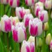 Lalele Hotpants - Bulbi de flori - AgroDenmar.ro