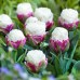 Lalele Ice Cream - Bulbi de flori - AgroDenmar.ro