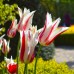 Lalele Marilyn - Bulbi de flori - AgroDenmar.ro