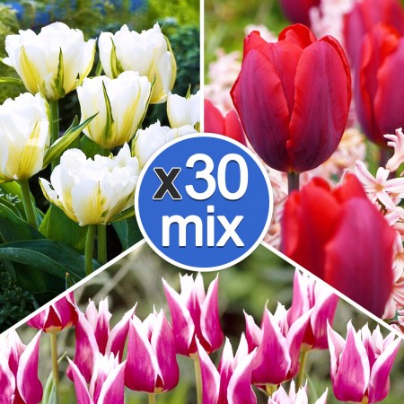 Lalele Mix Multicolor - Bulbi de flori - AgroDenmar.ro