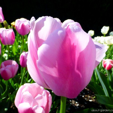 Lalele Ollioules - Bulbi de flori - AgroDenmar.ro