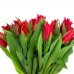 Lalele Pretty Woman - Bulbi de flori - AgroDenmar.ro