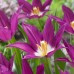 Lalele Purple Dream - Bulbi de flori - AgroDenmar.ro