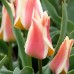 Lalele Quebec - Bulbi de flori - AgroDenmar.ro