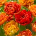 Lalele Sunlover - Bulbi de flori - AgroDenmar.ro