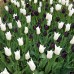 Lalele White triumphator - Bulbi de flori - AgroDenmar.ro