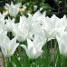 Lalele White triumphator - Bulbi de flori - AgroDenmar.ro