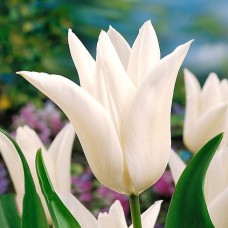 Lalele White triumphator
