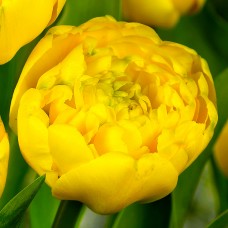 Lalele Yellow Pomponette