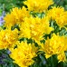 Lalele Yellow Spider - Bulbi de flori - AgroDenmar.ro