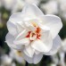 Narcise Acropolis - Bulbi de flori - AgroDenmar.ro