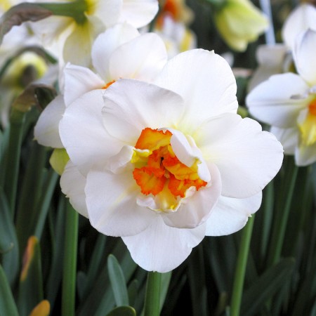 Narcise Flower Drift - Bulbi de flori - AgroDenmar.ro