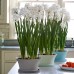 Narcise Paperwhite Ziva - Bulbi de flori - AgroDenmar.ro