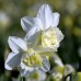 Narcise White Marvel - Bulbi de flori - AgroDenmar.ro
