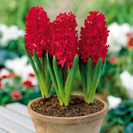 Zambile Red Glory - Bulbi de flori - AgroDenmar.ro