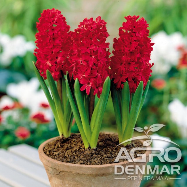 Melodic Split Typically Zambile Red Glory - AgroDenmar.ro