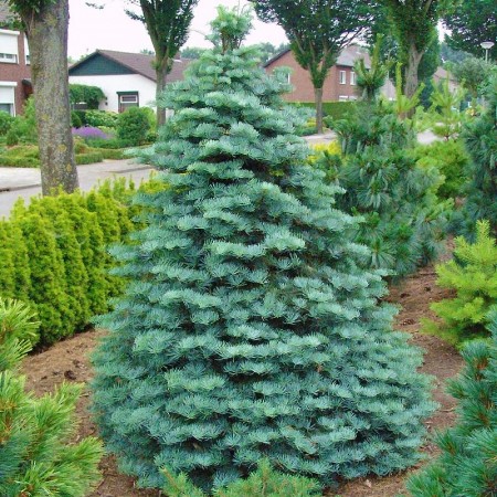 Abies Lasiocarpa Compacta - Conifere - AgroDenmar.ro