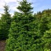 Brad Normandian 100 cm - Conifere - AgroDenmar.ro