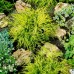 Chiparos auriu - Chamaecyparis pisifera Sungold - Conifere - AgroDenmar.ro Chiparos auriu - Chamaecyparis pisifera Sungold - Conifere - AgroDenmar.ro