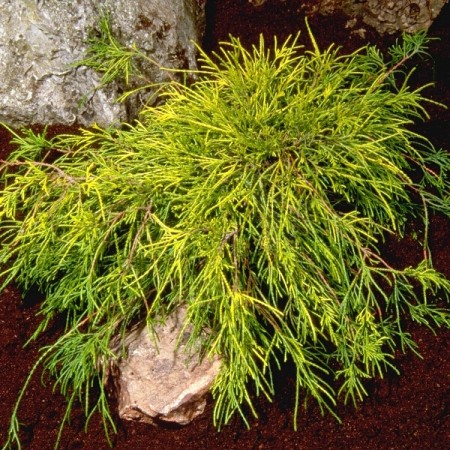 Chiparos auriu - Chamaecyparis pisifera Sungold - Conifere - AgroDenmar.ro Chiparos auriu - Chamaecyparis pisifera Sungold - Conifere - AgroDenmar.ro