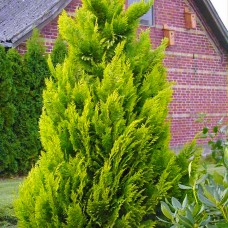 Chiparos auriu Yvonne