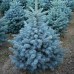 Molid Argintiu Super Blue Seedling - Conifere - AgroDenmar.ro