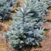 Molid Argintiu Super Blue Seedling - Conifere - AgroDenmar.ro