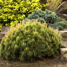 Pinus mugo pumilio