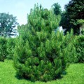 Pinus nigra 100 - 120 cm