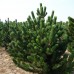 Pinus nigra 120 - 150 cm - Conifere - AgroDenmar.ro