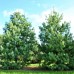 Pinus Wallichiana - Conifere - AgroDenmar.ro